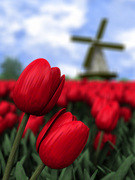 Tulpen met op de achtergrond een onscherpe molen