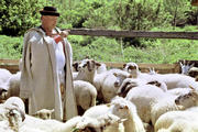 Herder met schapen