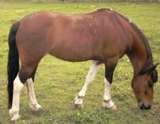 Paard