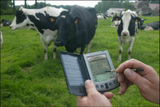 Koeien in de wei met op de voorgrond een 'palmtop'