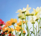 Bloemen