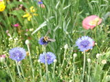 Bij op bloem