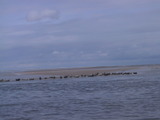 zeehonden op het strand (Waddenzee)