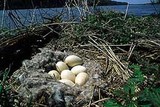 Eieren in een nest