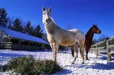 Paarden