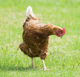 Kip op grasveld