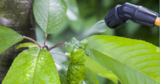 Pesticide